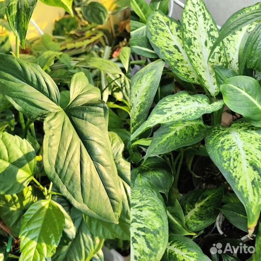 Комнатные растения