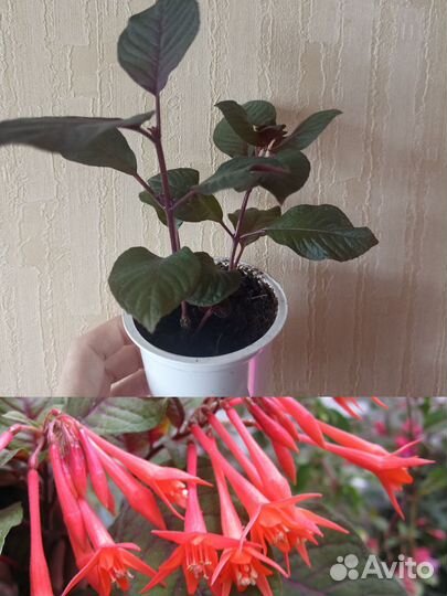 Комнатные растения цветы