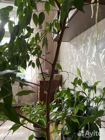 Фикус бенджамина большой