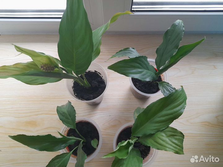 Спатифиллум (женское счастье)