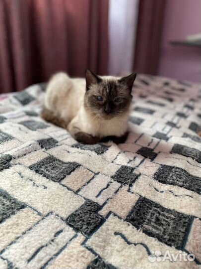 Симуля тайская ласковая кошечка