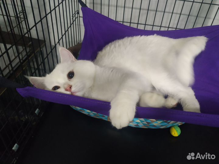 Передержка для Кошек и Котов (котоотель)