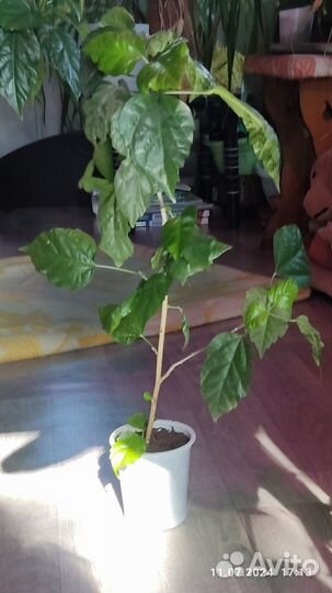 Цветы домашние