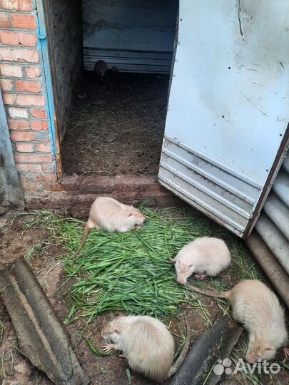 Нутрии на племя