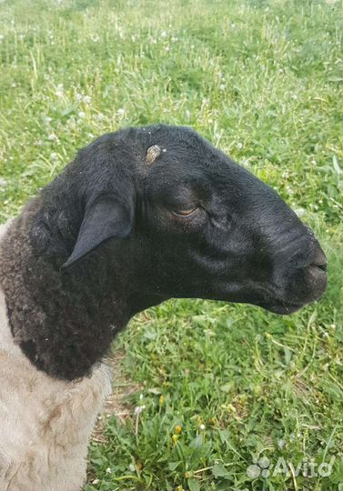 Бараны дорпер