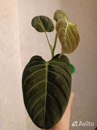 Филодендрон Меланохризум