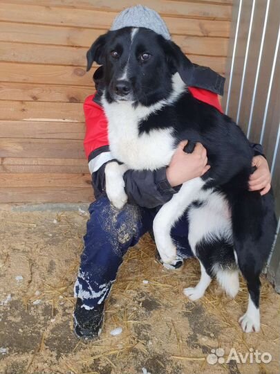 Собака в добрые руки