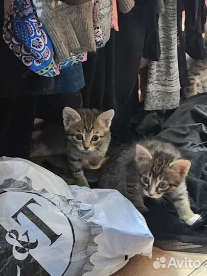 Кошка в дар бесплатно