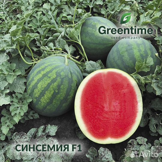 Семена безсемянного арбуза Синсемия F1