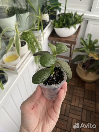 Цветок крассула толстянка