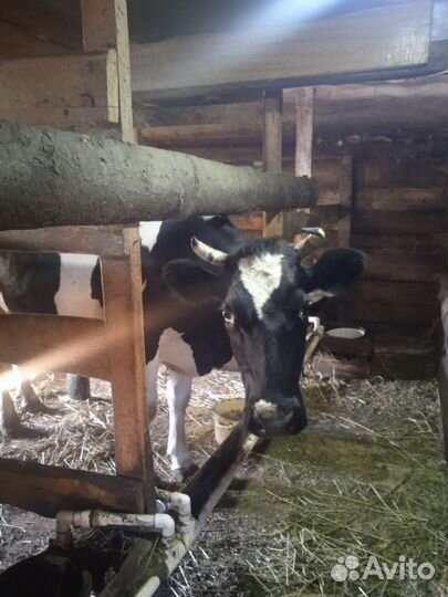 Корова высокоудойная