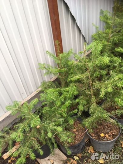 Пихта сибирская