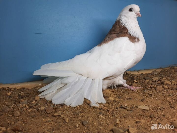 Ижевская цветная птица