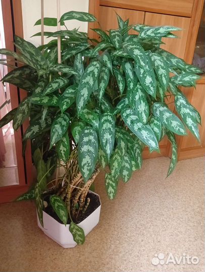 Комнатные цветы