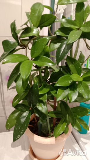 Хойя карноза взрослая и укоренные черенки