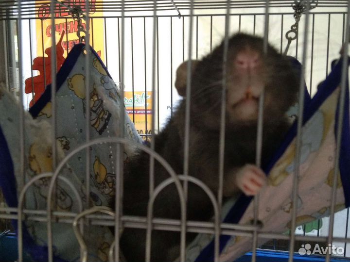 Декоративные крыски