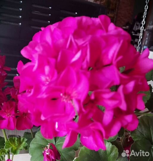 Комнатные и садовые растения