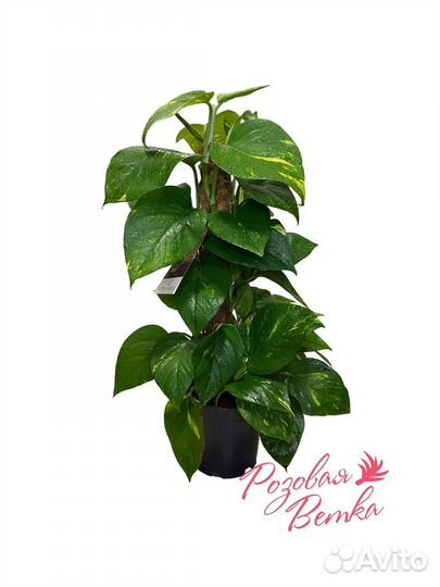 Эпипремнум Пиннатум Моссток 60/15