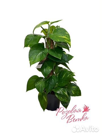 Эпипремнум Пиннатум Моссток 60/15