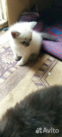 Кошки в добрые руки бесплатно