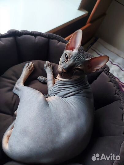 Донской сфинкс