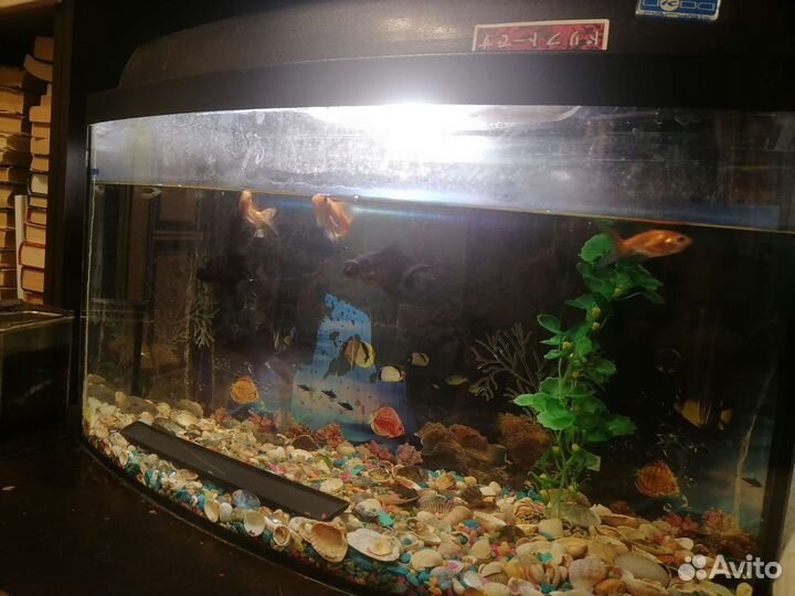 Аквариум