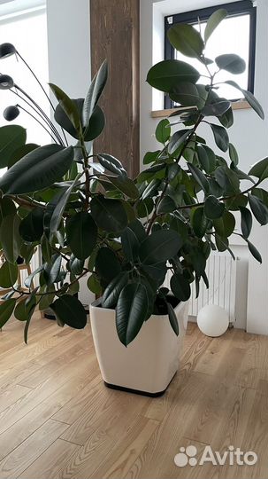 Фикус каучуконосный