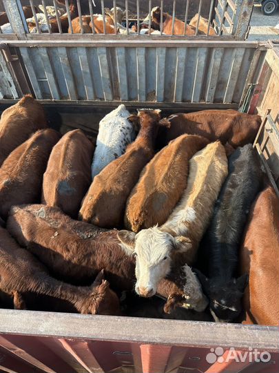 Бычки на откорм