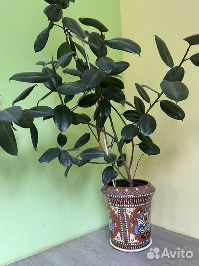 Фикус огромный