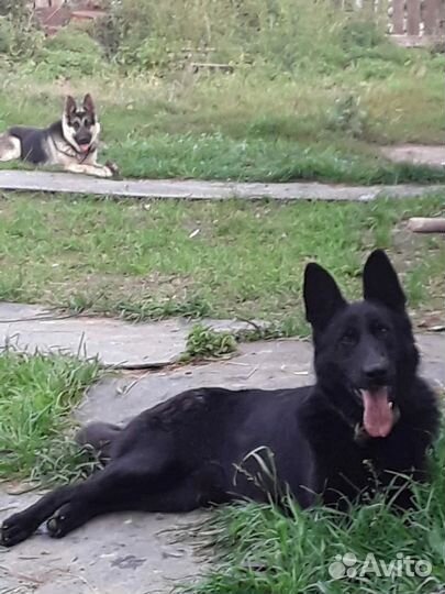 Восточноевропейская овчарка