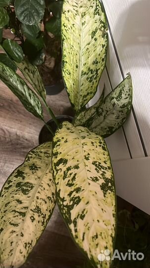 Диффембахия везувий