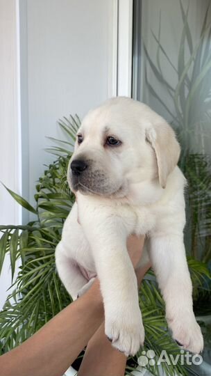 Щенки лабрадора