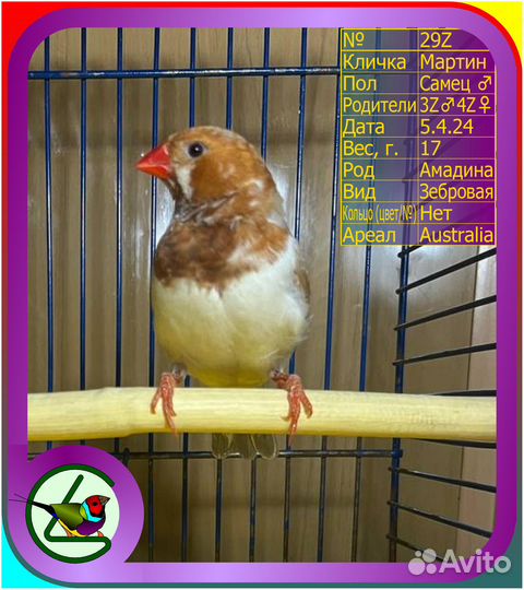 Амадина зебровая