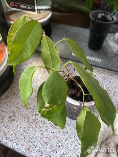 Фикус бенжамин