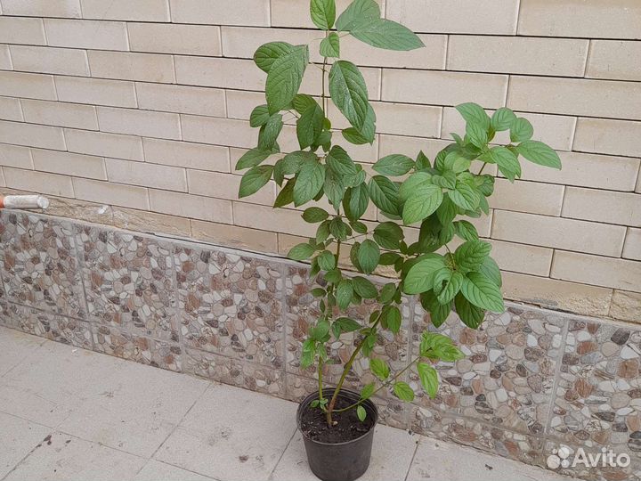 Дерен отпрысковый Флавирамия