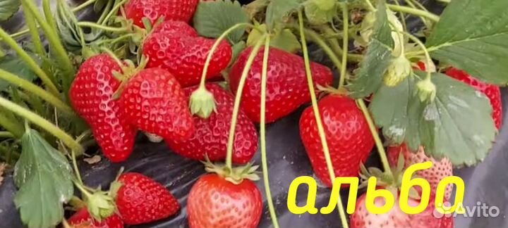 Рассада клубники