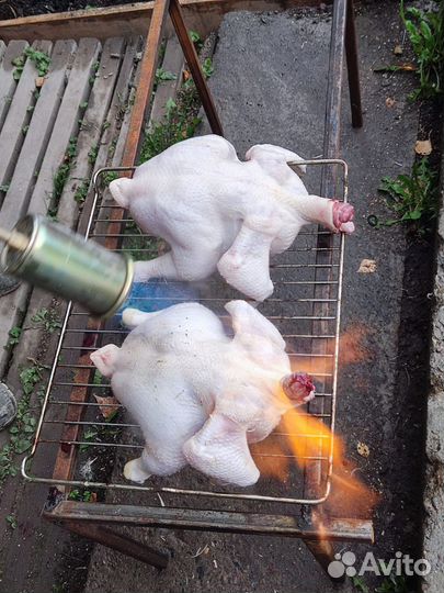 Мясо домашнего бройлера