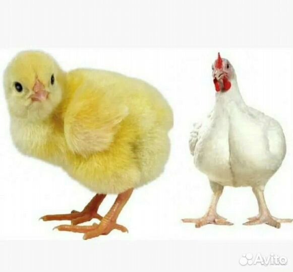 Цыплята бройлеры кобб 500