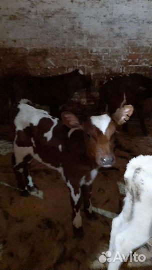 Телята. (бычки)