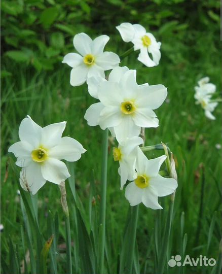 Луковицы нарциссов