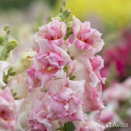 Растения цветы для сада