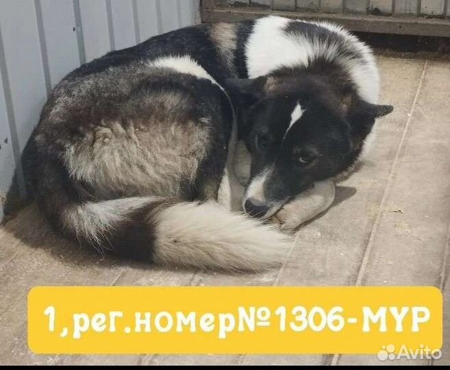 Собаки бесплатно в добрые руки