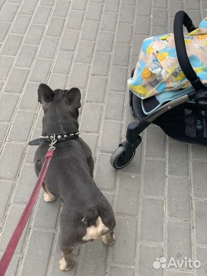 Французский бульдог