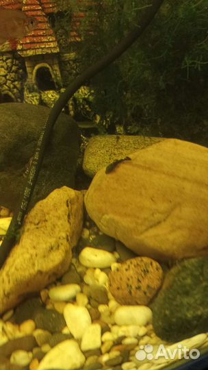 Креветки вишня