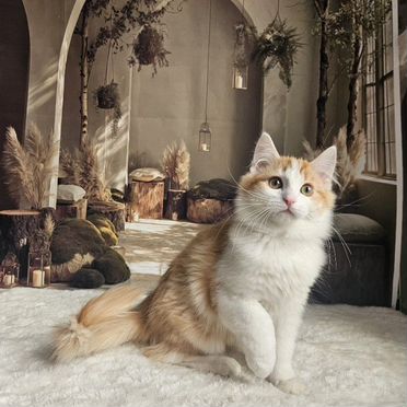 Манчкин длинношёрстный котёнок