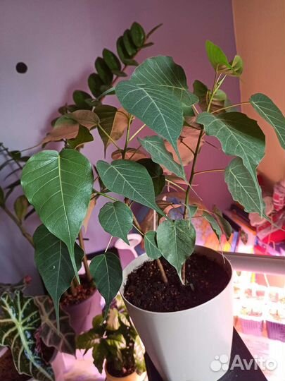 Фикус священный Эдем