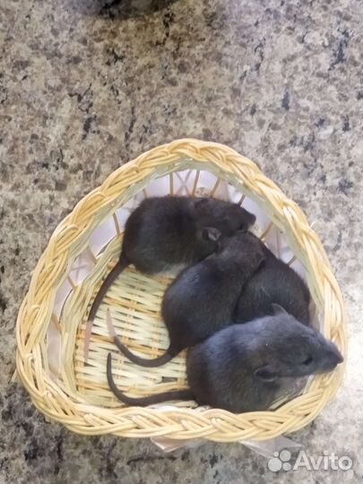 Крысята агути, хаски дамбо тикированные