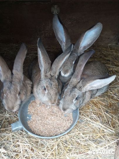 Кролики великаны