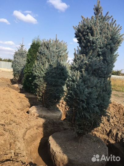 Туи,самшит, голубые ели оптом