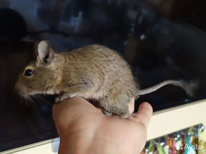 Белка дегу с клеткой